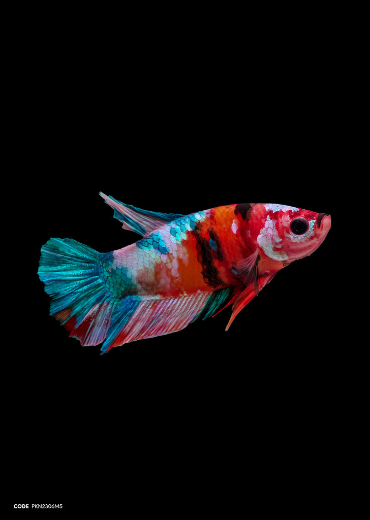 Koi Multicolor HMPK