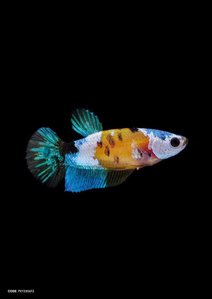 Koi Yellow Galaxy HMPK (Female)