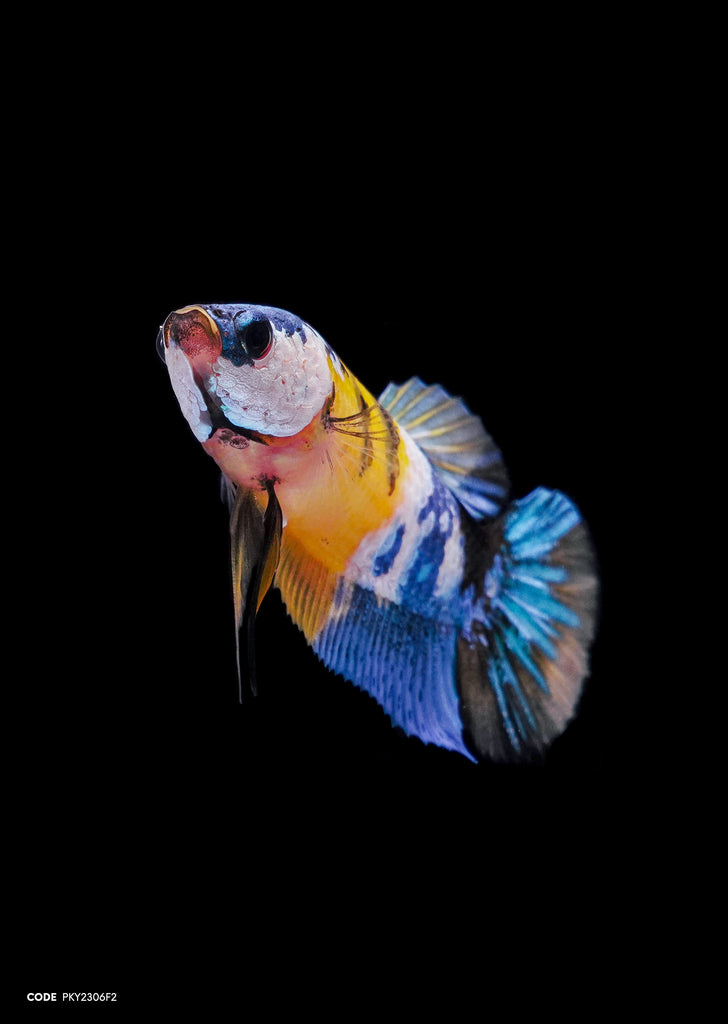 Koi Yellow Galaxy HMPK (Female)