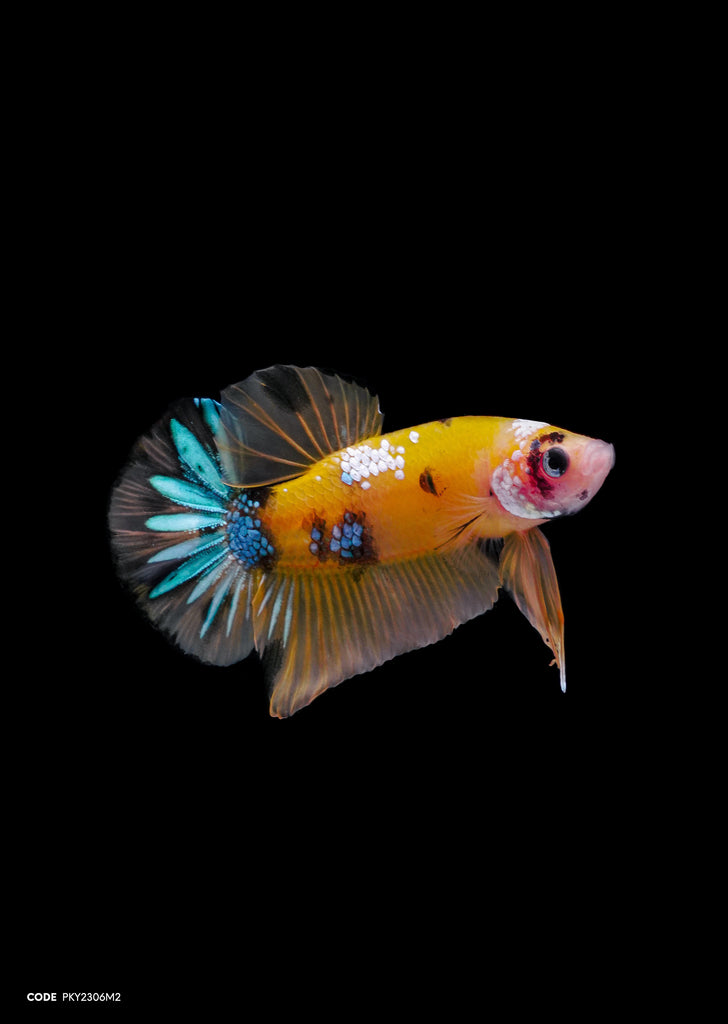 Koi Yellow Galaxy HMPK