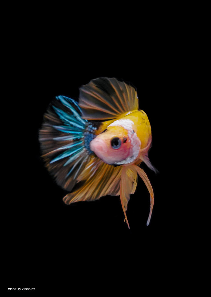 Koi Yellow Galaxy HMPK
