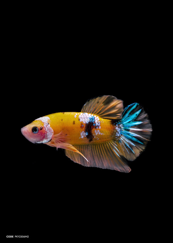 Koi Yellow Galaxy HMPK