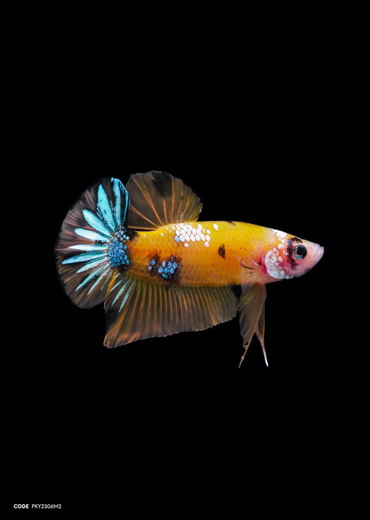 Koi Yellow Galaxy HMPK