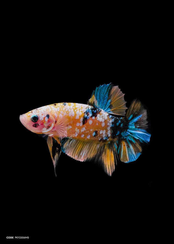 Koi Yellow Galaxy HMPK