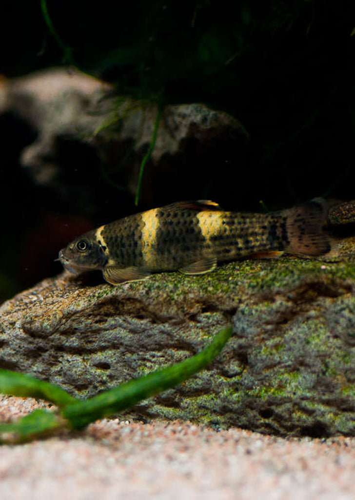 Panda Garra