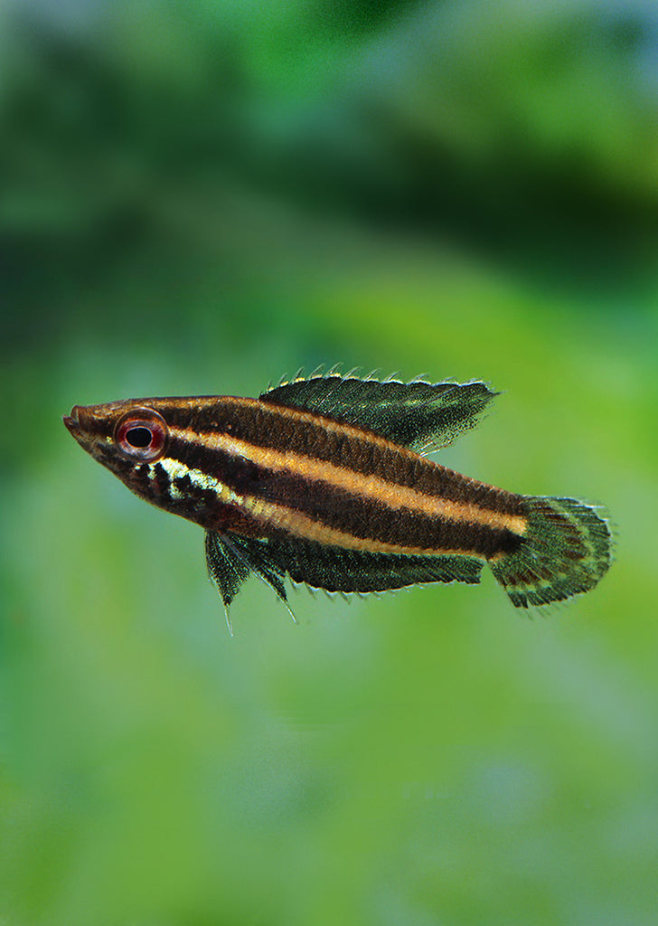 Licorice Gourami 'gunawani'