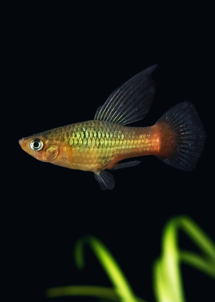 Parrot Variatus HiFin Platy