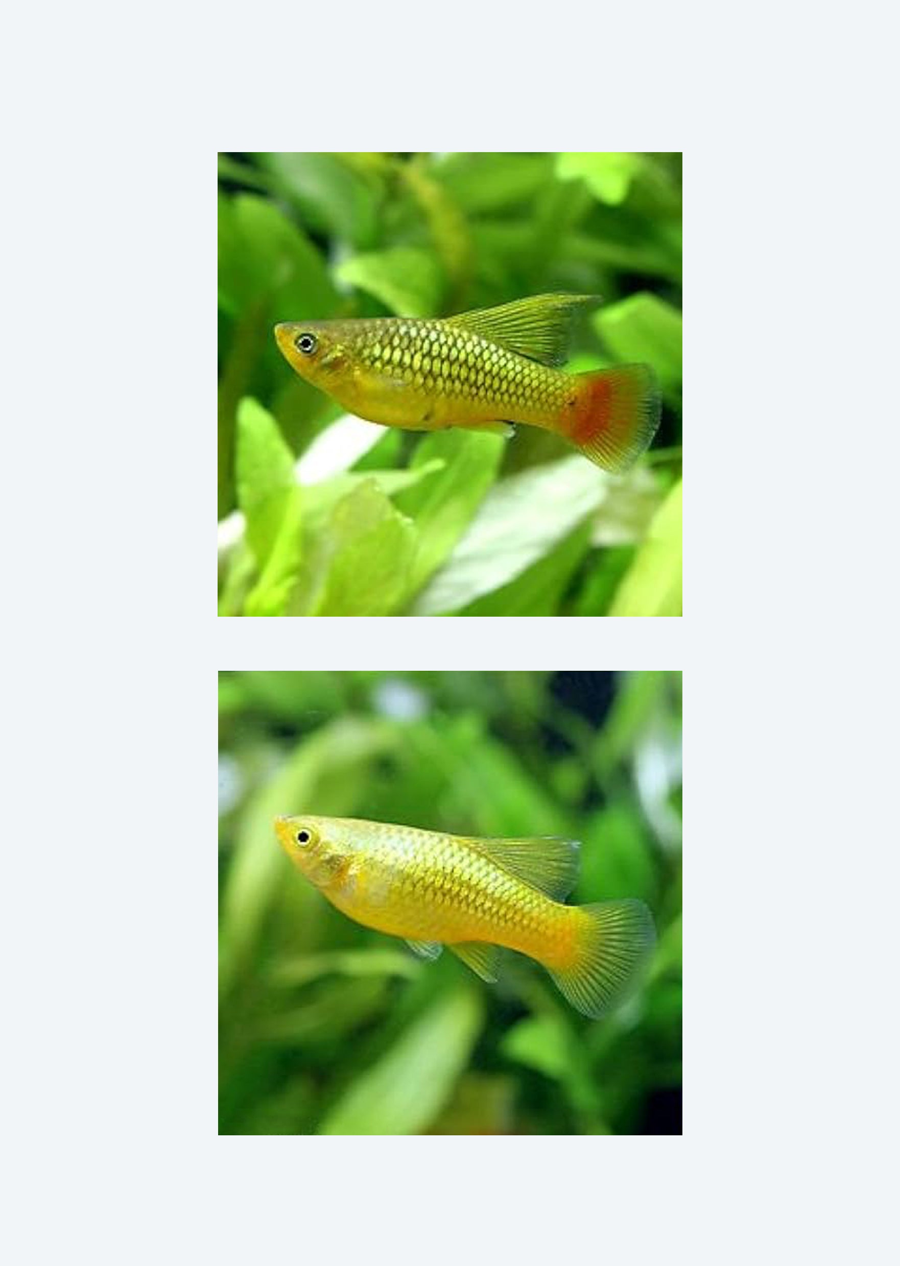 Assorted Variatus Parrot Variatus HiFin Platy | Live Tropical Fish UAE | Discus.ae