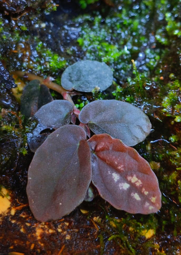 Pellionia Daveauana 'Red'