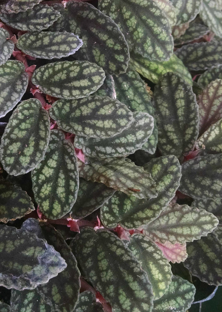 Pellionia Daveauana 'Red'