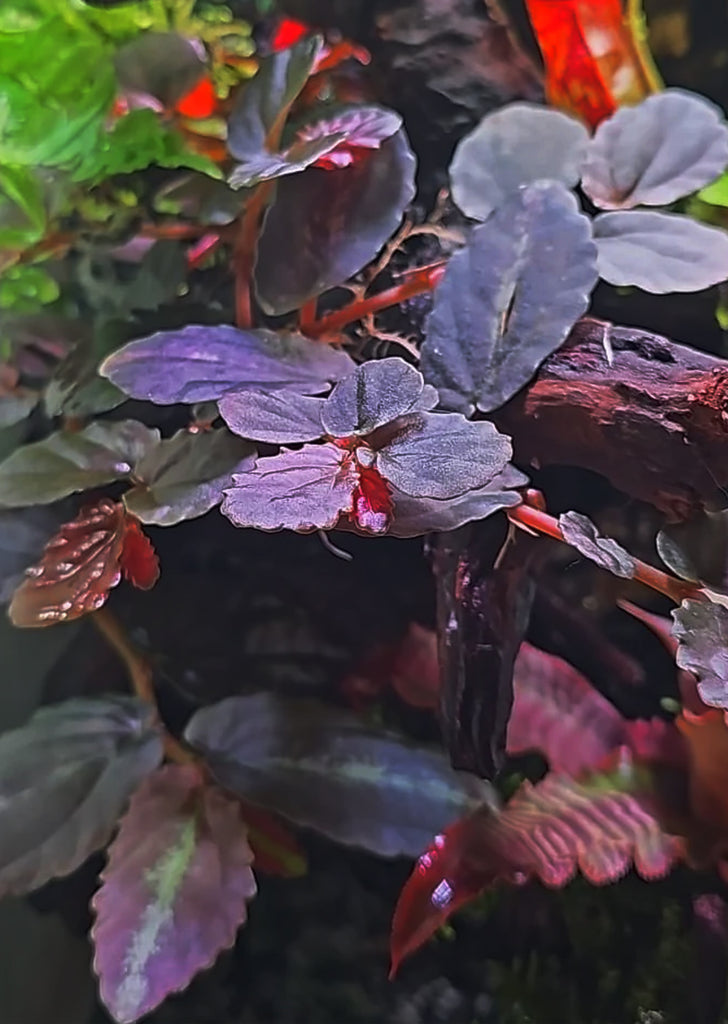 Pellionia Daveauana 'Red'