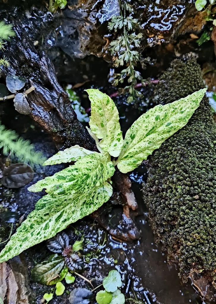 Pellionia 'Variegata'