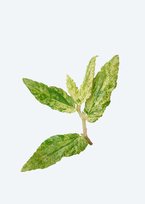 Pellionia 'Variegata'