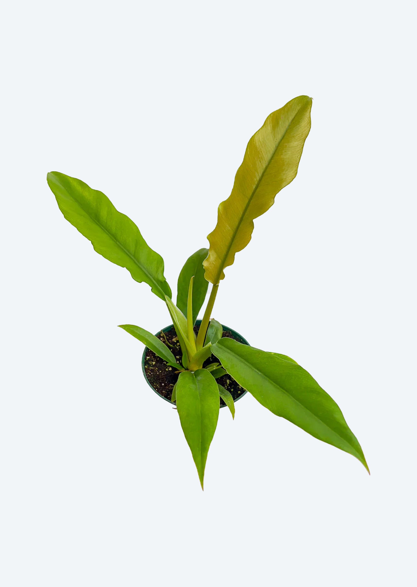 alligator philodendron Philodendron Green Crocodile | Jungle & Terrarium Plants UAE