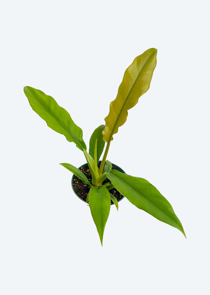 Philodendron Green Crocodile