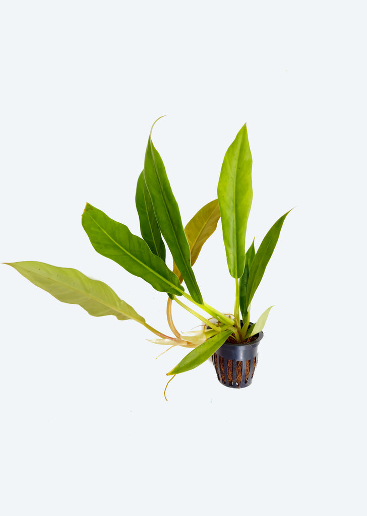 Philodendron Green Crocodile