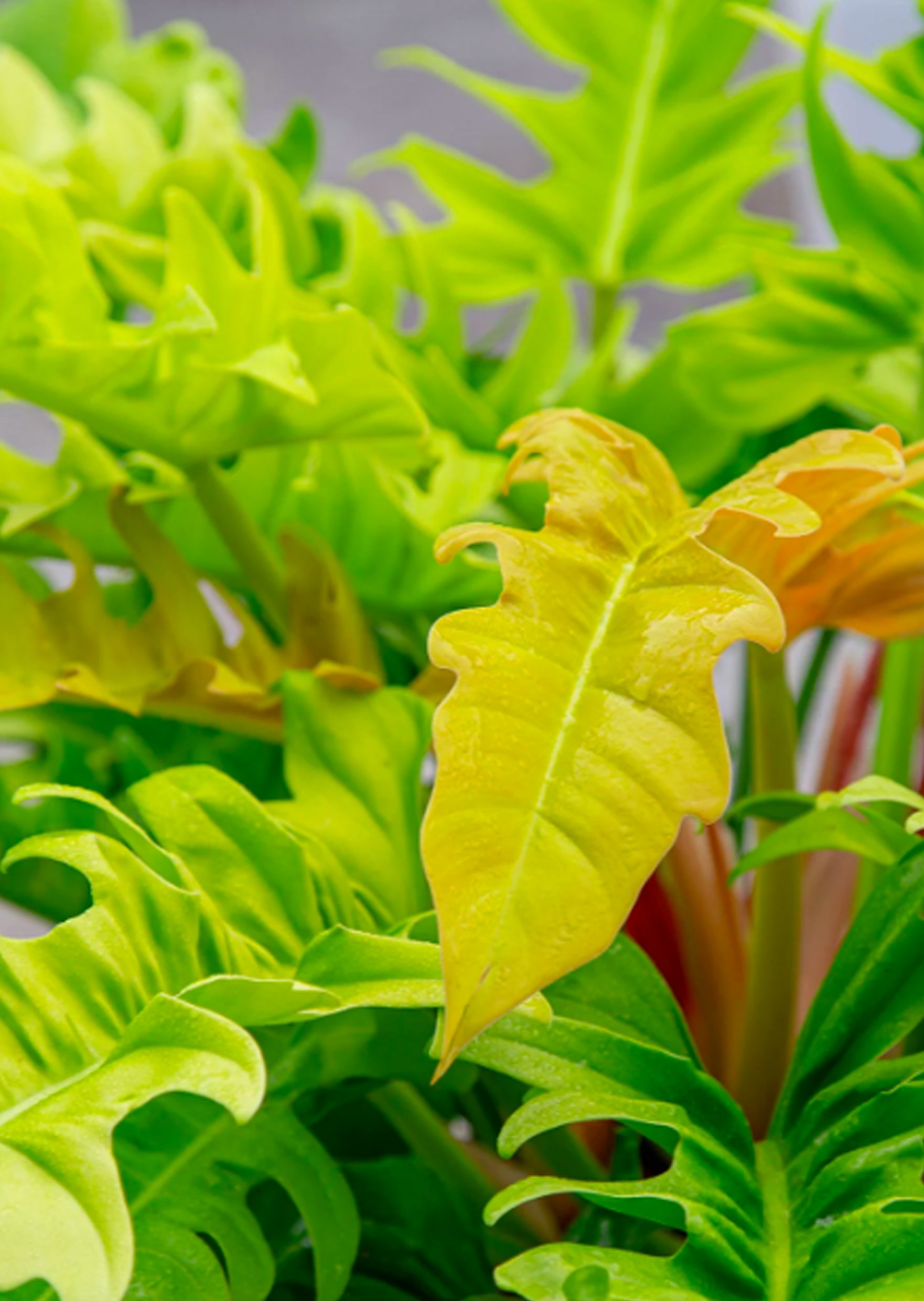 philodendron crocodile plant Philodendron Green Crocodile | Jungle & Terrarium Plants UAE