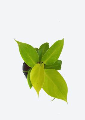 Philodendron Moonlight