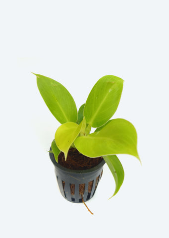 Philodendron Moonlight