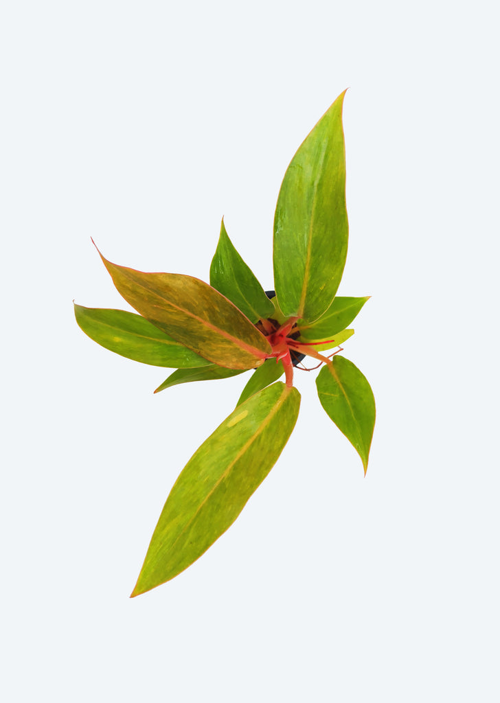 Philodendron Orange Marmalade