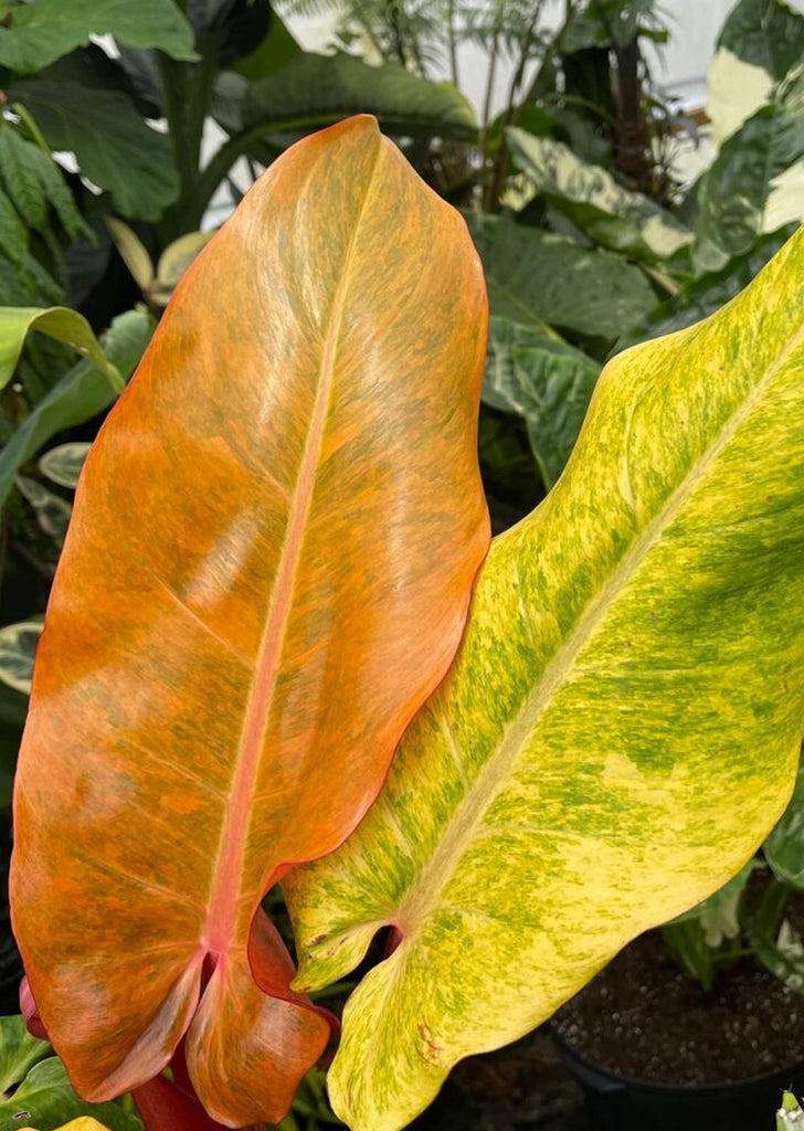 Philodendron Orange Marmalade