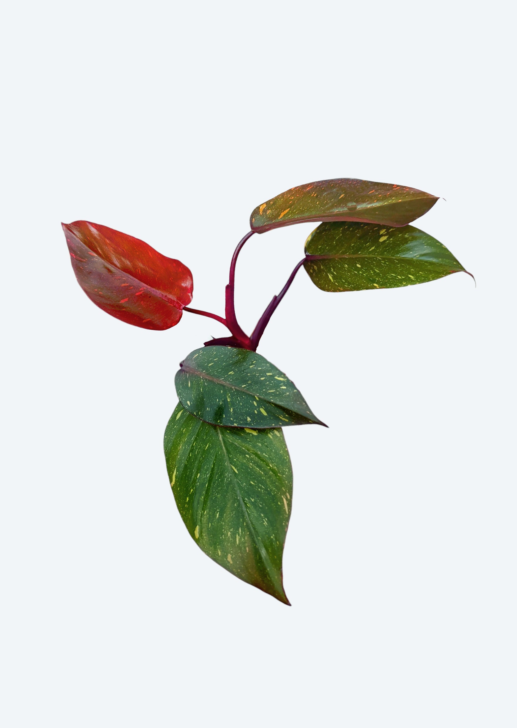 philodendron princess of orange Philodendron Orange Princess | Jungle & Terrarium Plants UAE