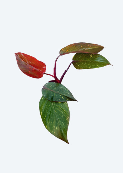 are philodendrons toxic to fish Philodendron Orange Princess | Jungle & Terrarium Plants UAE