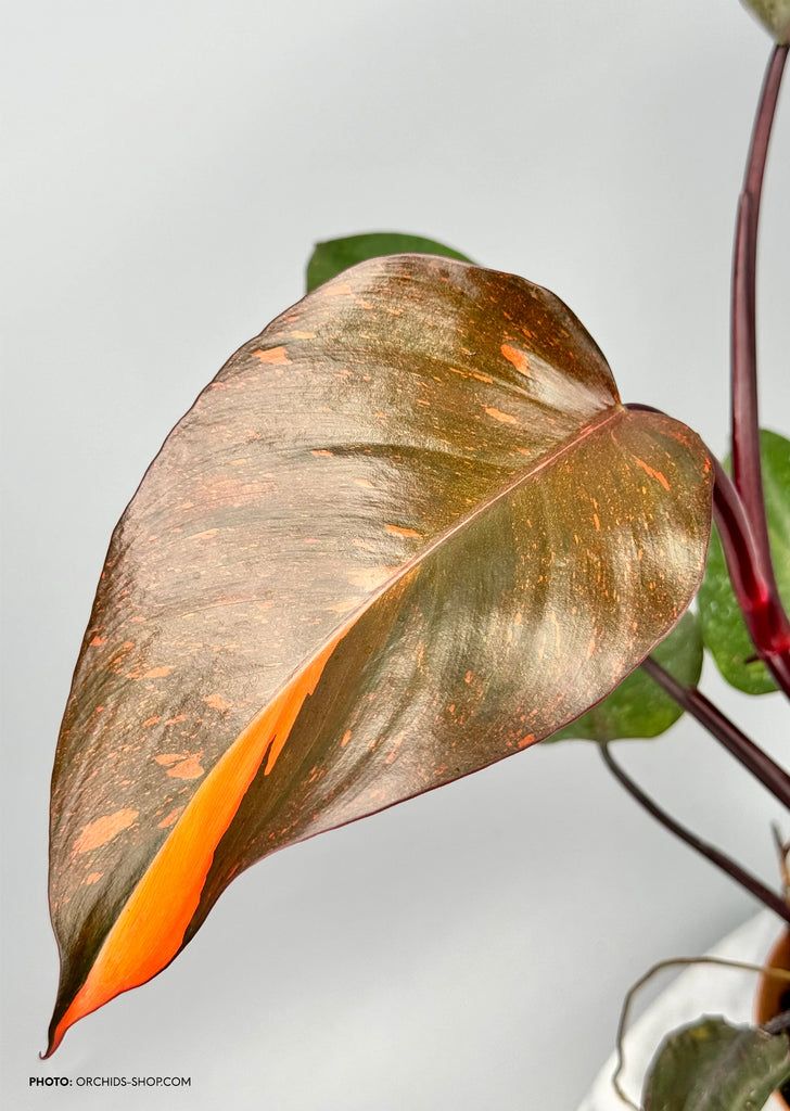 Philodendron Orange Princess