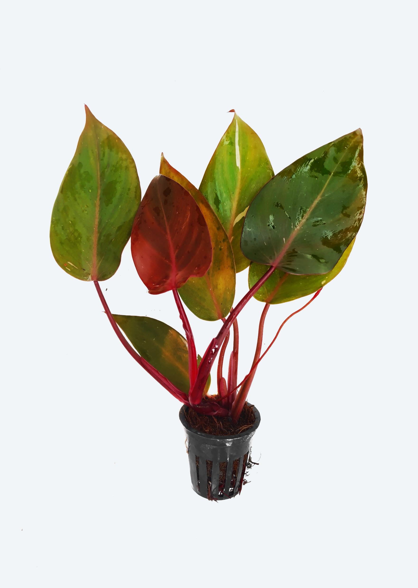 philodendron orange princess marble Philodendron Orange Princess | Jungle & Terrarium Plants UAE