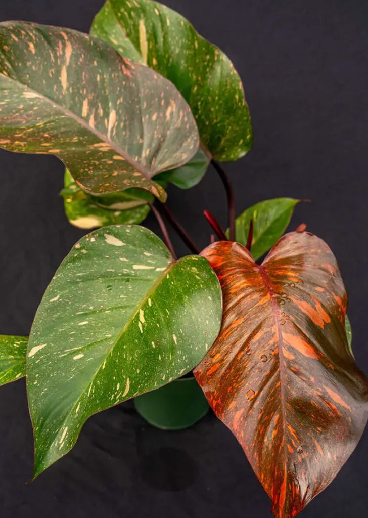 Philodendron Orange Princess