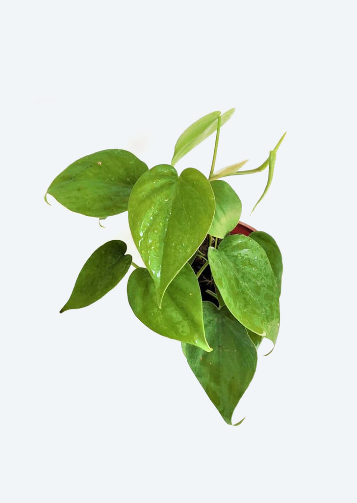 Philodendron oxycardium