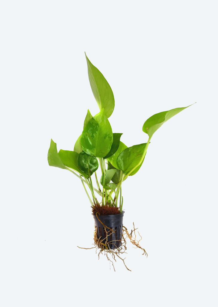 Philodendron oxycardium