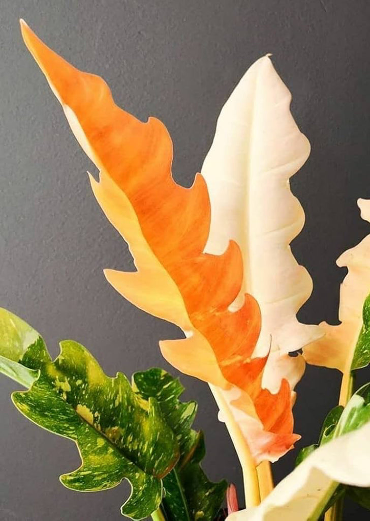 Philodendron Ring of Fire