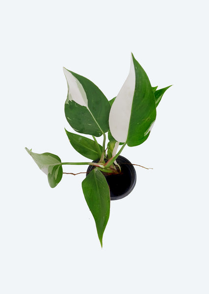 philodendron dubai Philodendron White Princess | Jungle & Terrarium Plants UAE