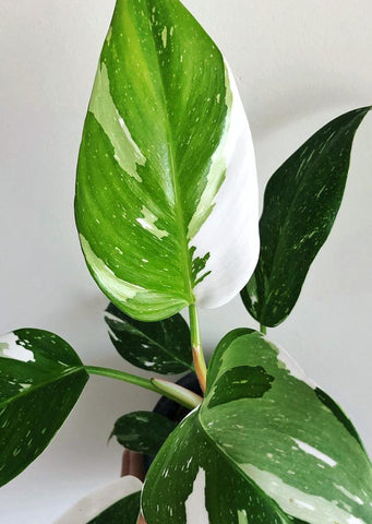 Philodendron White Princess
