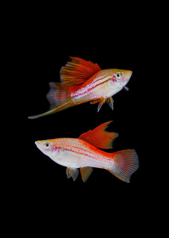 Pineapple Sailfin Swordtail