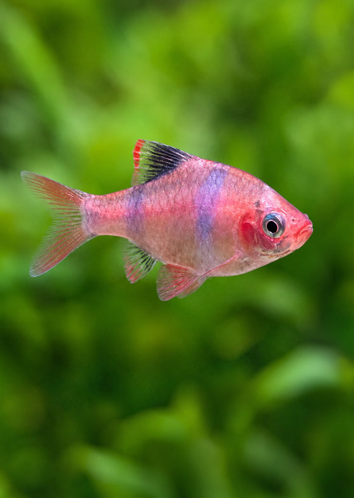 Platinum Stripe Tiger Barb