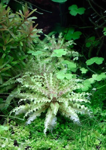 Pogostemon Helferi ‘White'