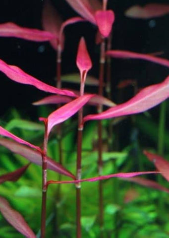 Polygonum sp. ‘Pink’