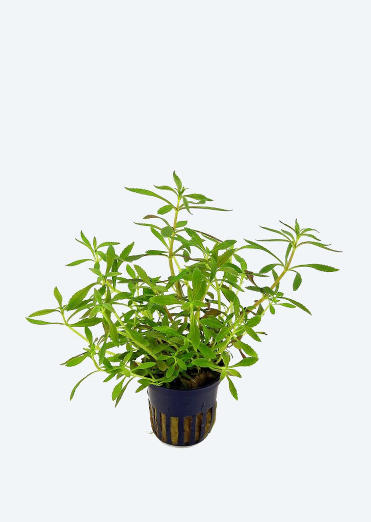 Proserpinaca palustris