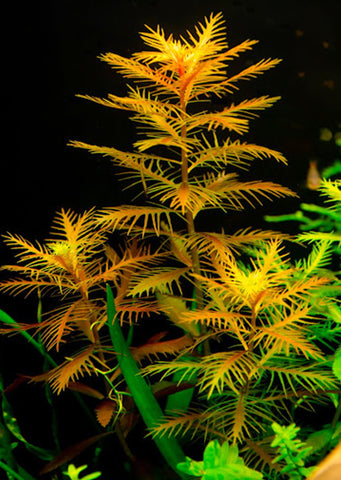 Proserpinaca palustris