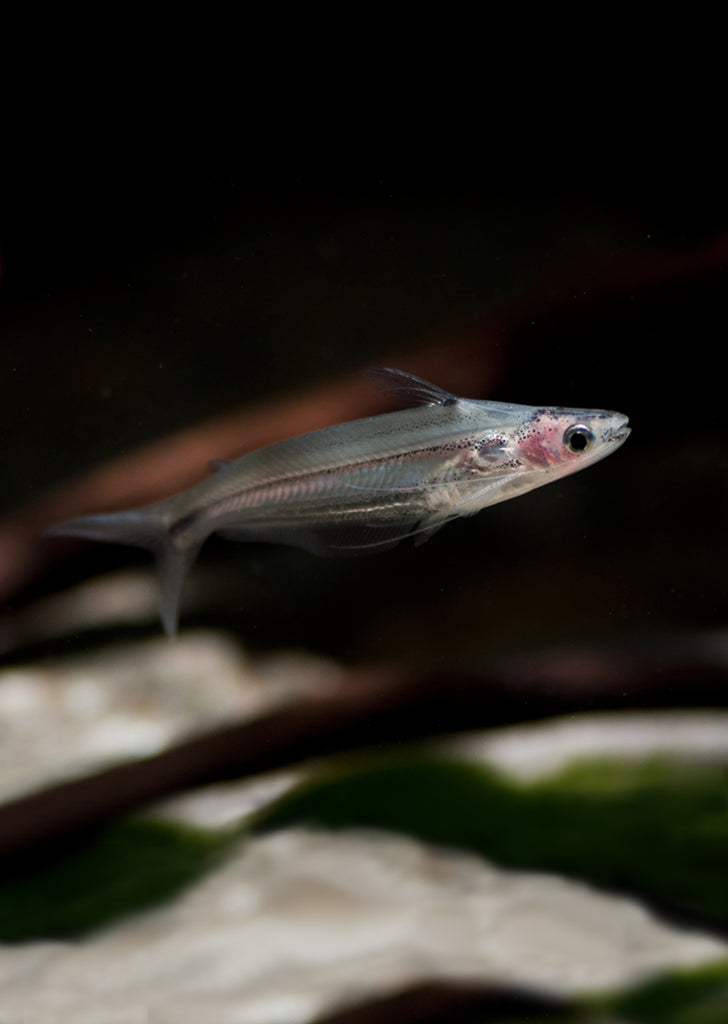 Silver Glass Catfish