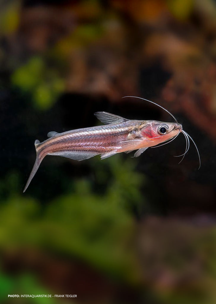 Silver Glass Catfish
