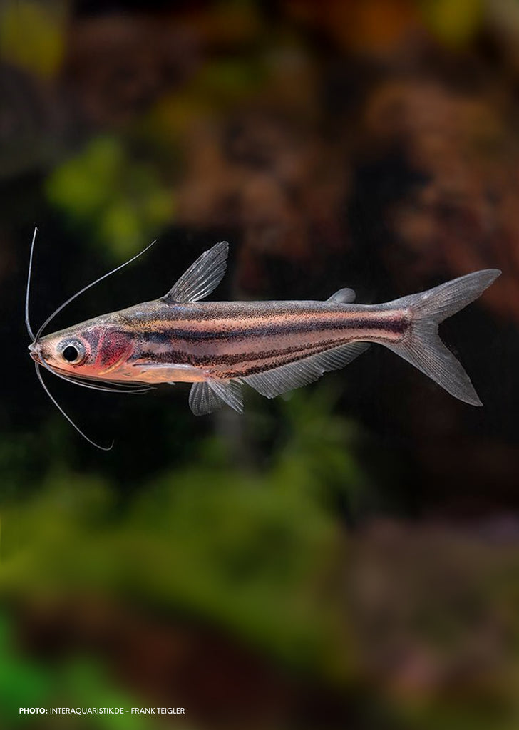 Silver Glass Catfish