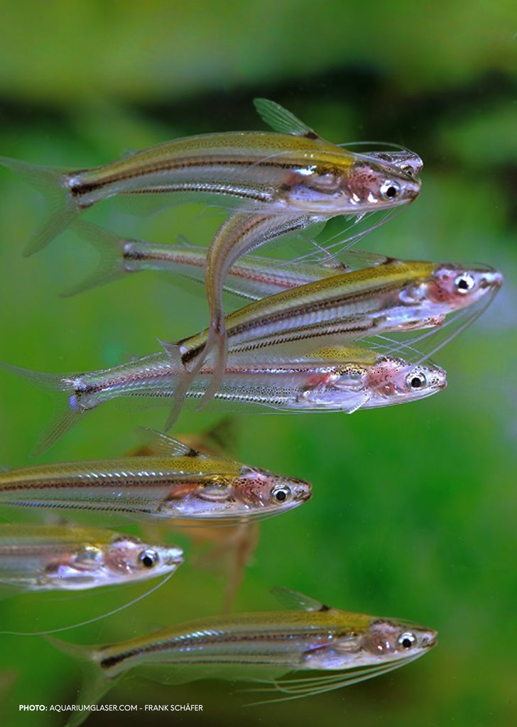 Silver Glass Catfish