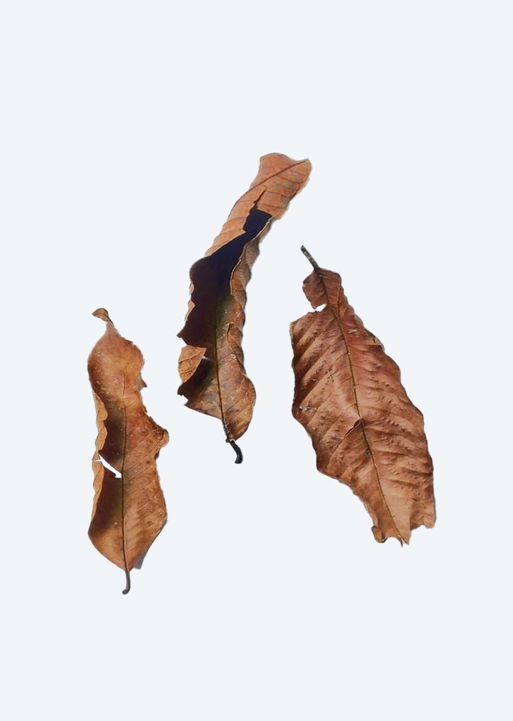 Guava Leaves (x10)