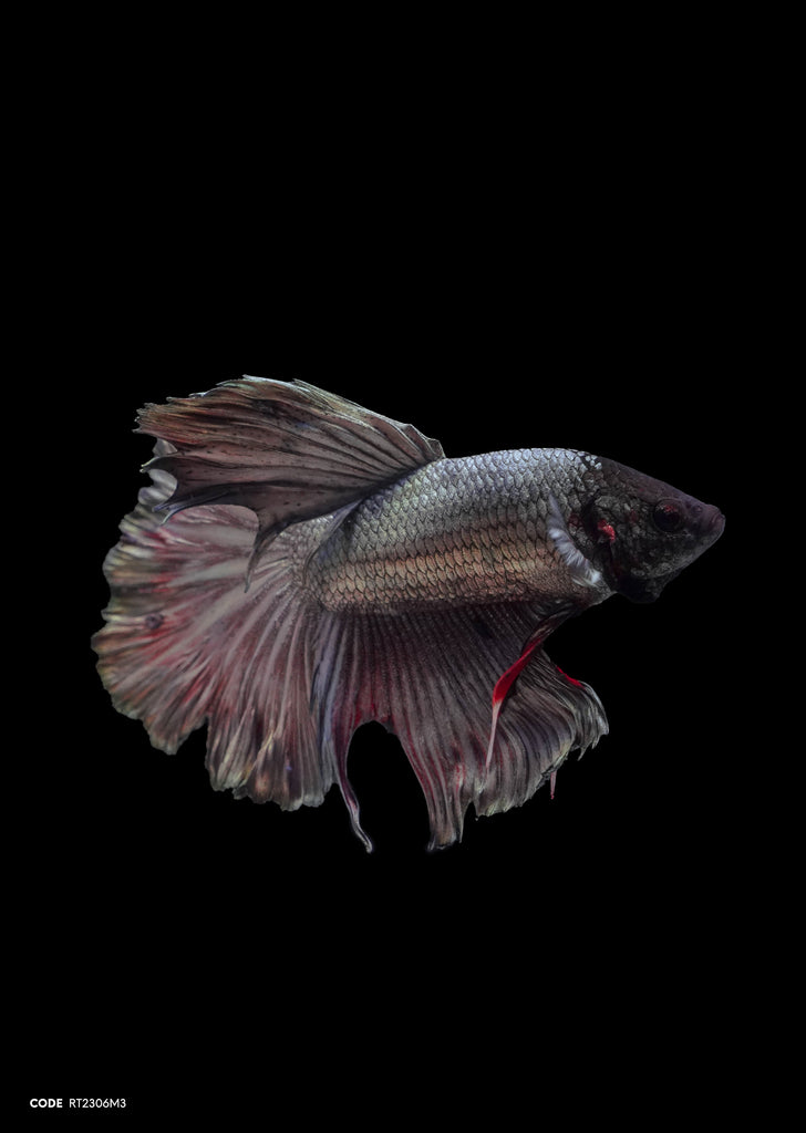 Copper Rosetail