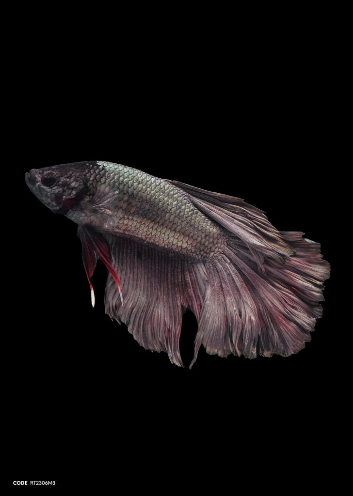 Copper Rosetail