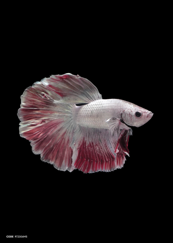 Platinum Red Marble Rosetail
