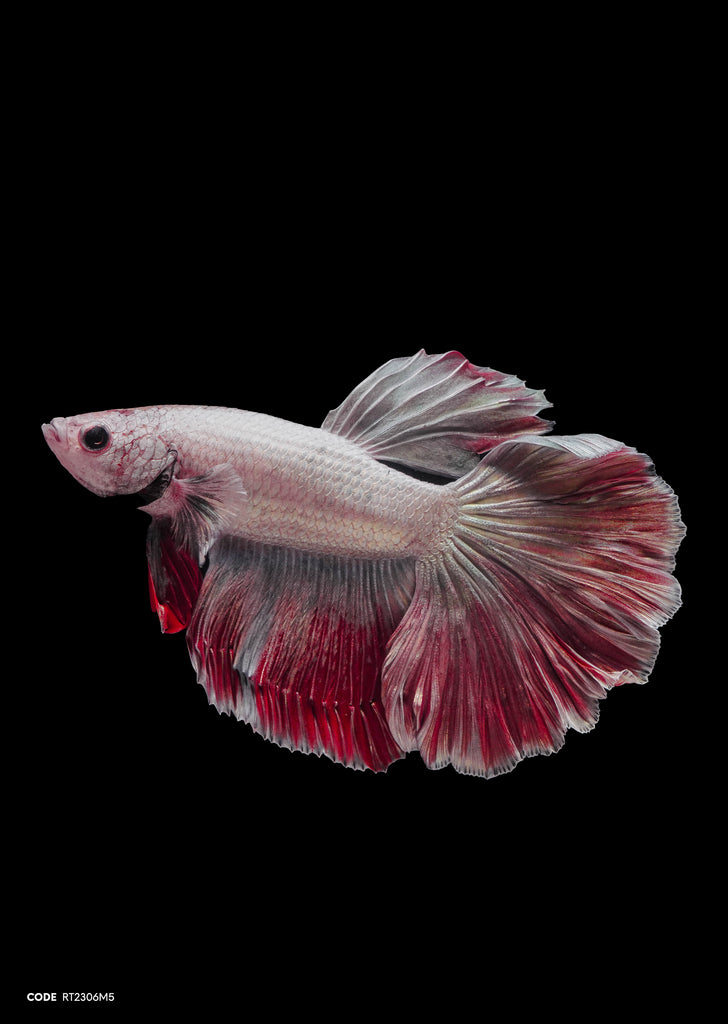 Platinum Red Marble Rosetail